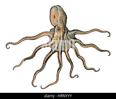 Oktopus, Historiae Animalium, 16. Jahrhundert Stockfoto