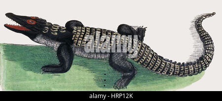 Krokodil, Historiae Animalium, 16. Jahrhundert Stockfoto