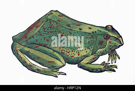 Frosch, Historiae Animalium, 16. Jahrhundert Stockfoto