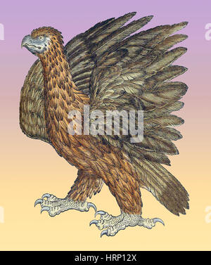 Adler, Historiae Animalium, 16. Jahrhundert Stockfoto