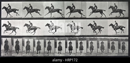 Tierische Fortbewegung, Pferd und Reiter galoppieren, 1887 Stockfoto