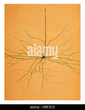 Pyramidale Zelle in der Großhirnrinde, Cajal Stockfoto