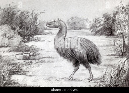 Gastornis Giganteus, flugunfähigen Vogel Stockfoto