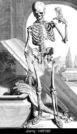 Anatomia Humani Corporis, Tabelle 87, 1690 Stockfoto