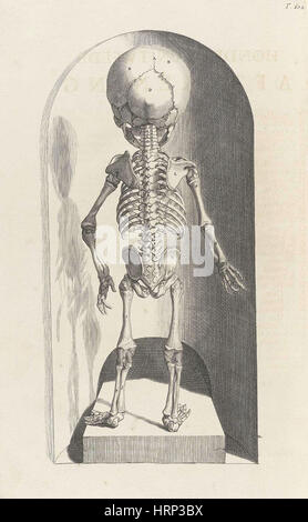 Anatomia Humani Corporis, Tabelle 102, 1690 Stockfoto