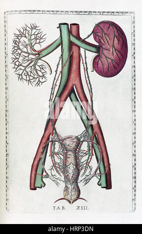 Eustachi, "Tabulae Anatomicae", 1783 Stockfoto