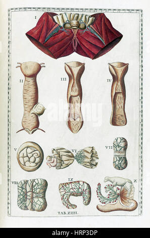 Eustachi, "Tabulae Anatomicae", 1783 Stockfoto