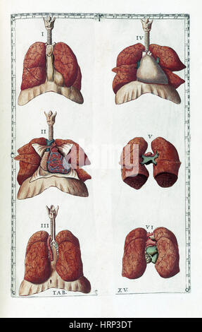 Eustachi, "Tabulae Anatomicae", 1783 Stockfoto