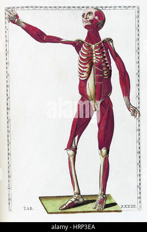 Eustachi, "Tabulae Anatomicae", 1783 Stockfoto