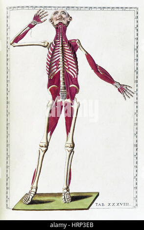 Eustachi, "Tabulae Anatomicae", 1783 Stockfoto