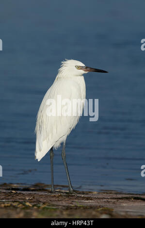 Rötlicher Reiher, Egretta saniert, weiße Morph im grauen oder blauen Wasser steht Stockfoto