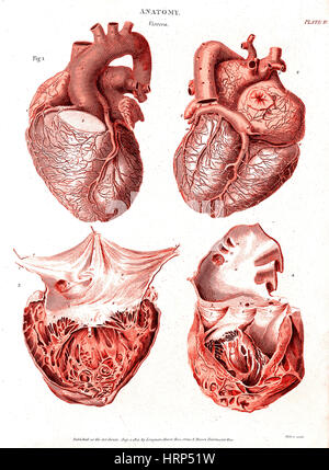 Herz, anatomische Illustration, 1814 Stockfoto