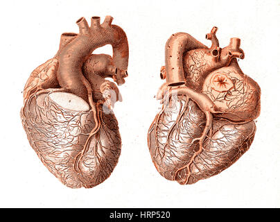 Herz, anatomische Illustration, 1814 Stockfoto