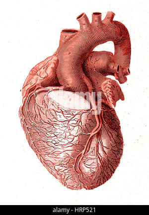 Herz, anatomische Illustration, 1814 Stockfoto