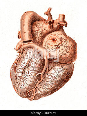 Herz, anatomische Illustration, 1814 Stockfoto