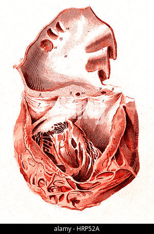 Herz, anatomische Illustration, 1814 Stockfoto