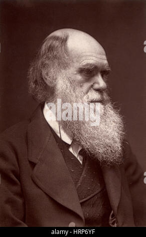 Charles Darwin, englischer Naturforscher Stockfoto