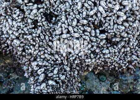 Ein Felsen bedeckt mit Gans Seepocken auf dem Washington Küste, USA. Stockfoto