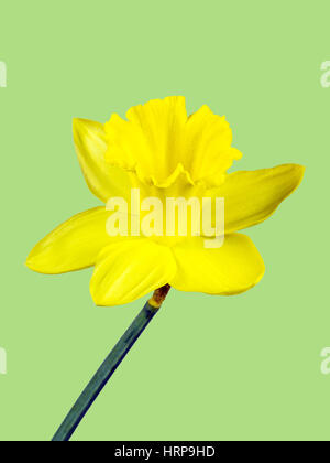 Gelbe Blüte einer Narzisse auf grünem Hintergrund isoliert Stockfoto