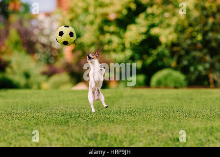 Lustiger Hund springen auf bunte Wiese mit Spielzeug Fußball spielen Stockfoto