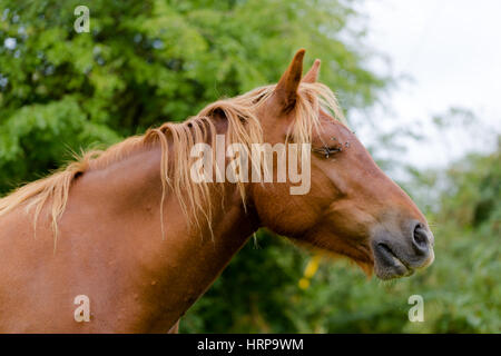 Pferdekopf wilde braune Schönheit hautnah Porträt. Pferd mit geschlossenen Augen Profil Zoom horizontalen Schuss Stockfoto