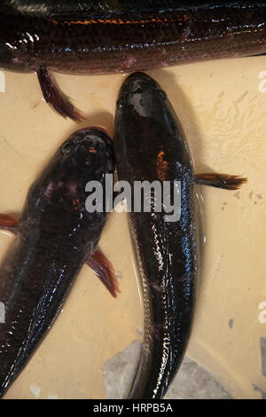 Fisch &amp; Meeresfrüchte, Verkauf von Karpfen auf Psaleu Markt in Siem Reap - Kambodscha Stockfoto