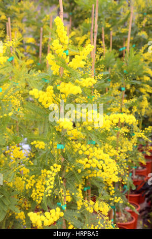 schöne gelbe Mimosen Blüten zum internationalen Frauentag Stockfoto