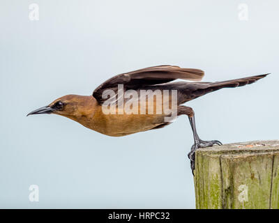 Boot-angebundene Grackle am Start Stockfoto