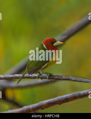 Die rothaarige Barbet, Eubucco Bourcierii bewohnt feuchte Hochland Nebelwälder in Costa Rica, Panama und den Anden im westlichen Venezuela, Kolumbien, Stockfoto