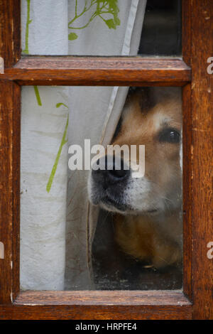 Traurig aussehende Hund Blick aus einem Fenster im Hochformat Stockfoto