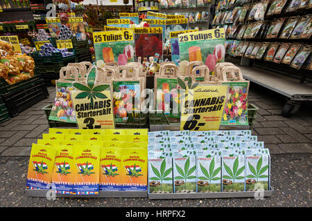 Cannabissamen zu Bloemenmarkt Blumenmärkte in die Singel Gracht, Amsterdam, Niederlande Stockfoto