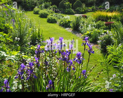 Pulsierende blaue Iris mit sonnigen Hintergrundbeleuchtung im Chenies Manor Sunken Garden mit frischen Juni Laub... Stockfoto