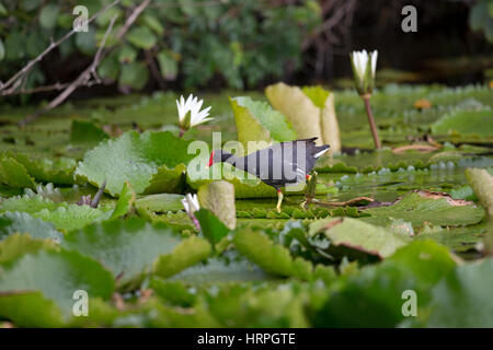 Gemeinsame Gallinule (Gallinula Galeata) Stockfoto