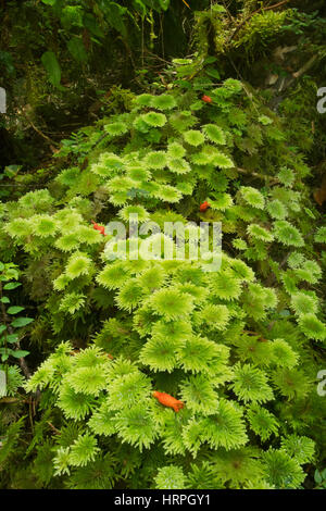 Moosbedeckten umgestürzten Baum, gemäßigten Regenwald, Chiloé Insel, Chile Stockfoto