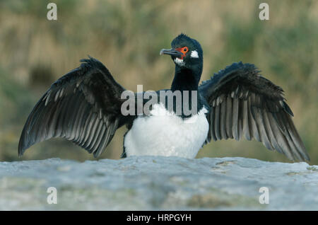 Rock Shag, (Phalacrocorax Magellanicus), trocknen Flügel, düsterer Insel, Falkland-Inseln Stockfoto