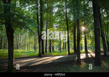 Sommer Sonne bricht durch die Bäume Stockfoto