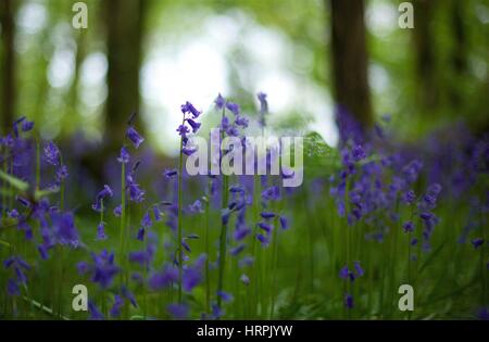 Glockenblumen in einem schattigen Bluebell Holz mit verträumten unscharfen Hintergrund mit Bäumen Stockfoto