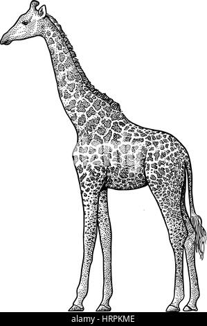 Giraffe-Illustration, Zeichnung, Gravur, Tinte, Strichzeichnungen, Vektor Stock Vektor