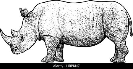 Nashorn-Illustration, Zeichnung, Gravur, Tinte, Strichzeichnungen, Vektor Stock Vektor