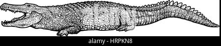 Krokodil-Illustration, Zeichnung, Gravur, Tinte, Strichzeichnungen, Vektor Stock Vektor