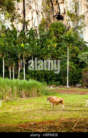 Kuba: Kuh in das Valle de Vinales (UNESCO-Weltkulturerbe) Stockfoto