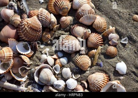 Muscheln am Sandstrand Stockfoto