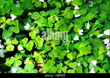 Sauerklee, Oxalis Acetosella, Oxalidaceae. Irische wilde Blumen Stockfoto