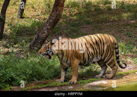 gähnende tiger Stockfoto