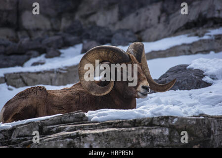 Big Horn Sheep in Ruhe Stockfoto