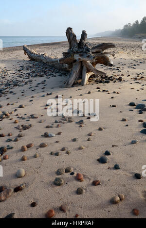 Ein Strand mit perfekt verstreuten Felsen auf den Sand im Vordergrund mit einem großen Stück Treibholz und Nebel und Menschen im Hintergrund. Stockfoto