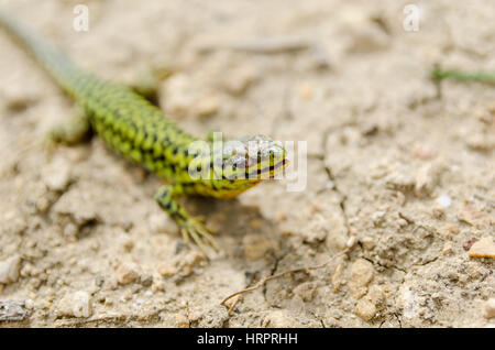 Cominotto Malteser Wand-Eidechse Stockfoto