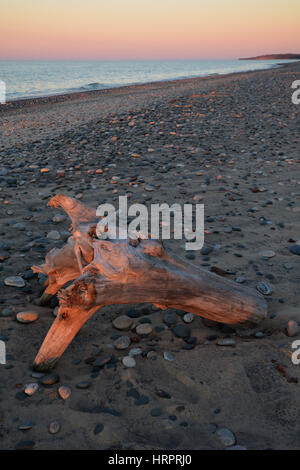 Ein großes Stück Treibholz in den Vordergrund und verstreuten Felsen Leuchten helles Rosa am Strand bei Sonnenuntergang. Stockfoto