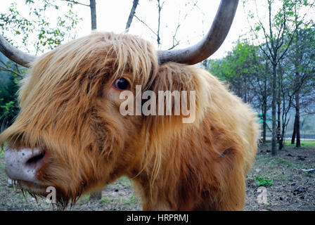 Ein Highland Kuh in einem Bauernhof des Posina, Veneto Italien. Stockfoto