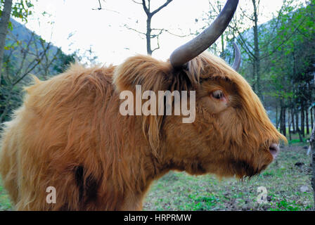 Ein Highland Kuh in einem Bauernhof des Posina, Veneto Italien. Stockfoto